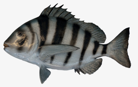 Tiger Png Transparent Image - Water Fish No Background, Png Download, Transparent PNG