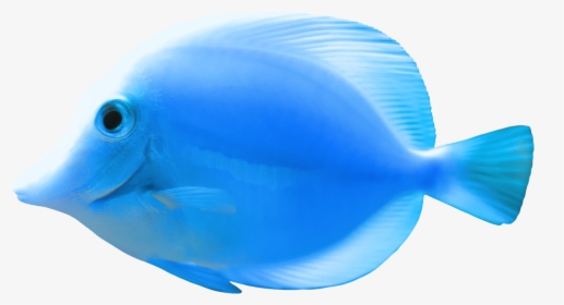 Blue Fish Png Clipart - Beautiful Blue Fish Png, Transparent Png, Transparent PNG