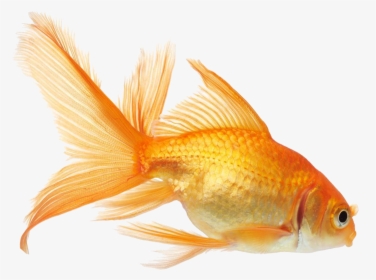 Gold Fish Png - Transparent Gold Fish Clipart, Png Download, Transparent PNG