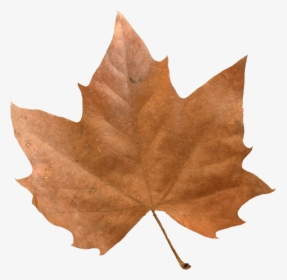 Transparent Maple Leaves Png - Maple Leaf, Png Download, Transparent PNG