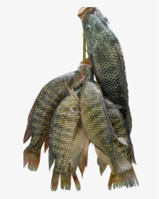 Fresh Fish Png - Does Tilapia Taste Like, Transparent Png, Transparent PNG
