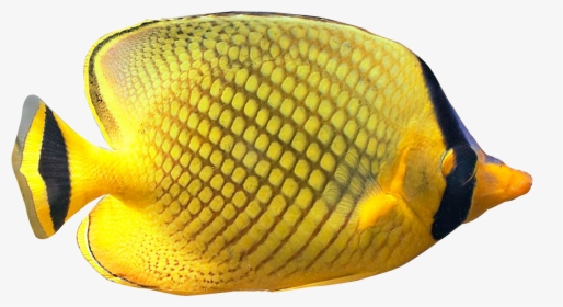 Fish Png Pic - Tropical Fish No Background, Transparent Png, Transparent PNG