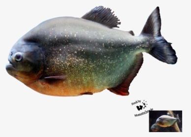 Piranha Png Image - Piranha Fish Png, Transparent Png, Transparent PNG
