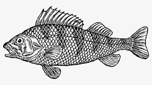 Cod, Fish, Animal, Sea, Scales, Scaly - Basic Parts Of A Fish, HD Png Download, Transparent PNG