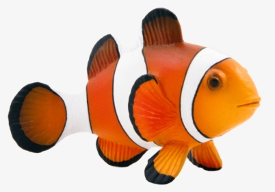 Maroon Clownfish Animal Mojo Fun 387090 Clown Fish - Clown Fish Png, Transparent Png, Transparent PNG