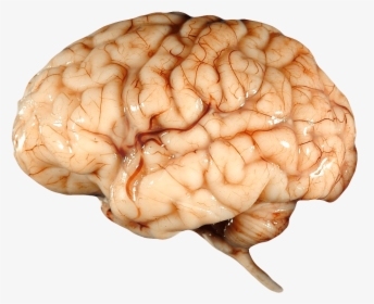 Real Brain - Transparent Human Brain Png, Png Download, Transparent PNG
