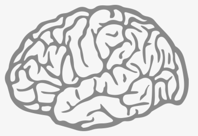 Brain Agy Fatigue - Cerebro Vetor Png, Transparent Png, Transparent PNG