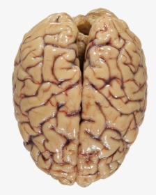 Transparent Brain Png - Human Brain Png Transparent, Png Download, Transparent PNG