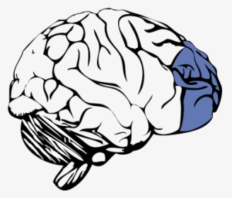 Prefrontal Cortex Of The Brain - Prefrontal Cortex No Background, HD Png Download, Transparent PNG