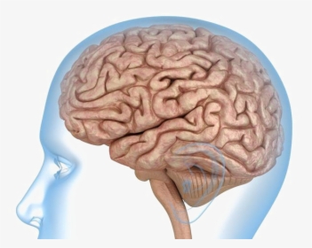 Brain Transparent Images - Brain Transparent Background Png, Png Download, Transparent PNG