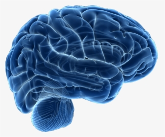 Human Brain Neuroimaging Neuroscience Therapy - Human Brain Png, Transparent Png, Transparent PNG