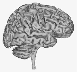 Brain, 3d, Thought, Mind, Mental, Think, Psychology, - Brain 3d Png, Transparent Png, Transparent PNG