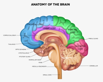 Brain Png Pic - Part Of The Brain Controls Sleep, Transparent Png, Transparent PNG