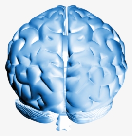 Brain , Png Download - Human Brain Front Facing, Transparent Png, Transparent PNG