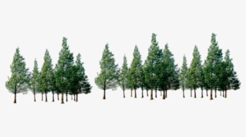 Trees Png Download - Forest Of Trees Png, Transparent Png, Transparent PNG