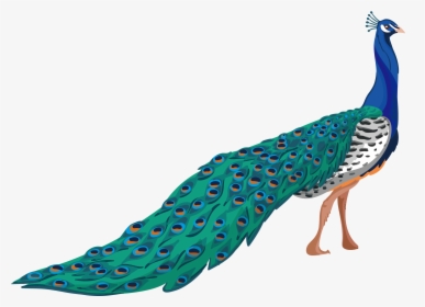 Peafowl Adobe Illustrator - Tropical Bird Png Clipart, Transparent Png, Transparent PNG