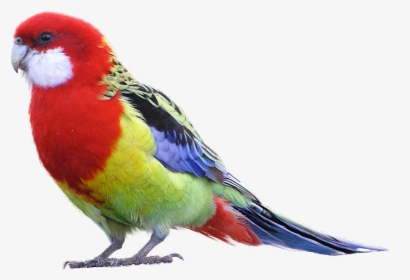 Masked Bird Downloads - Parrot Png Transparent, Png Download, Transparent PNG
