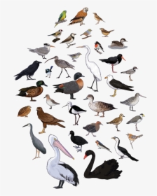 Bird Poster Cover, HD Png Download, Transparent PNG