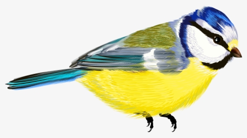 Bird Png - Vogel Transparent Hintergrund, Png Download, Transparent PNG