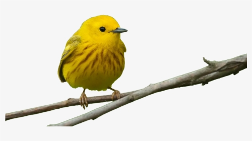 Bird Feeders Beak Window Finch - Yellow Warbler Without Background, HD Png Download, Transparent PNG