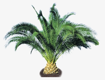 Pineapple Trees Png , Png Download - Small Palm Tree Png, Transparent Png, Transparent PNG