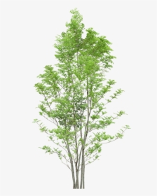 Tree Trees Png Download Free Clipart - Png Trees, Transparent Png, Transparent PNG