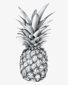Drawing Pineapple, HD Png Download, Transparent PNG