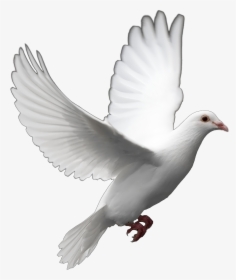 Release Dove Png - Pigeon Png, Transparent Png, Transparent PNG