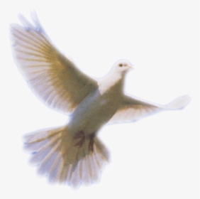 Dove Png Clip Art - Doves For Funeral Program, Transparent Png, Transparent PNG