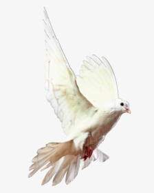 Homing Pigeon Pigeons And Doves Bird Racing Homer Release - Doves Transparent Background, HD Png Download, Transparent PNG