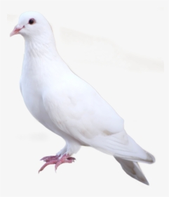 White Dove Png, Transparent Png, Transparent PNG