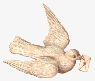 Dove With A Letter - Sending Letter Through Birds, HD Png Download, Transparent PNG