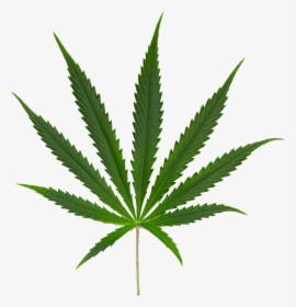 Cannabis Png Image - Canabi Sativa, Transparent Png, Transparent PNG