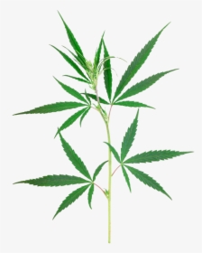 Weed Leaf Png - Marijuana Transparent, Png Download, Transparent PNG