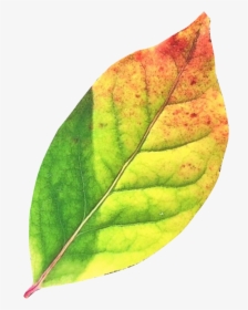 Autumn Leaf Png Transparent Image - Green Autumn Leaves Png, Png Download, Transparent PNG