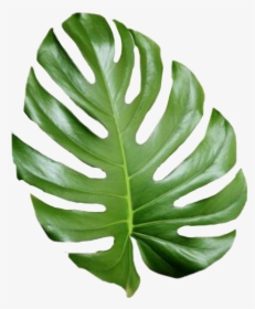 Tropical Png Tumblr - Aesthetic Palm Leaves Png, Transparent Png, Transparent PNG