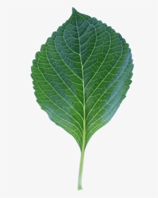 High Quality Leaf Photo Transparent Png Image - Leaf, Png Download, Transparent PNG