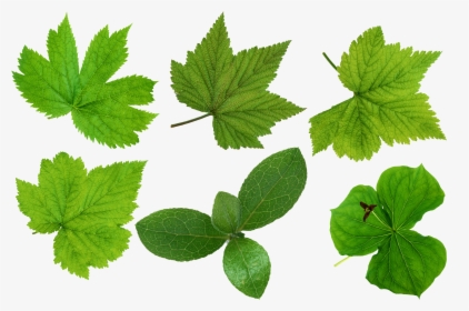 Green Leaves Png Images - Leaves Cut Out Png, Transparent Png, Transparent PNG