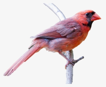 Spring Birds Png Clipart - Northern Cardinal, Transparent Png, Transparent PNG