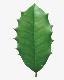 Holly Leaves Png - American Holly Leaf, Transparent Png, Transparent PNG
