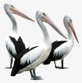 Pelicans Birds Png Image - Pelican Bird Png, Transparent Png, Transparent PNG
