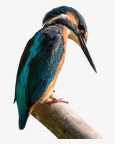 Kingfisher Png Transparent Image - Bird Watching Quotes, Png Download, Transparent PNG