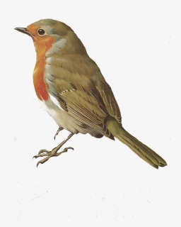 Bird Png - Bird Robin Png, Transparent Png, Transparent PNG