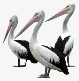 Ocean Birds Background Png - Ocean Bird Png, Transparent Png, Transparent PNG