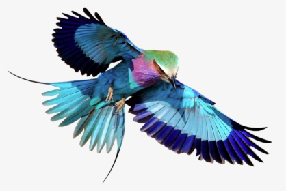Lilac-breasted Roller Transparent Png Image - Flying Lilac Breasted Roller, Png Download, Transparent PNG