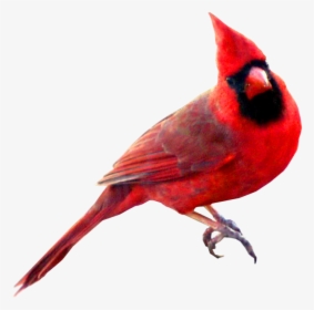 Birds Transparent Red - Cardinal Bird Transparent Background, HD Png Download, Transparent PNG