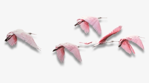 Indian Bird Flying Png, Transparent Png, Transparent PNG