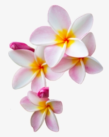 Thumb Image - Moana Flowers Png, Transparent Png, Transparent PNG