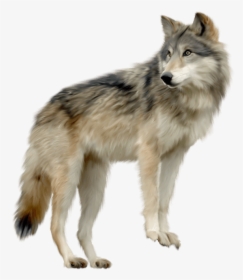 Wolf Looking Sideview - Wolf Png, Transparent Png, Transparent PNG