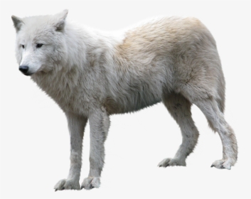 Wolf Png - Arctic Wolf Png, Transparent Png, Transparent PNG